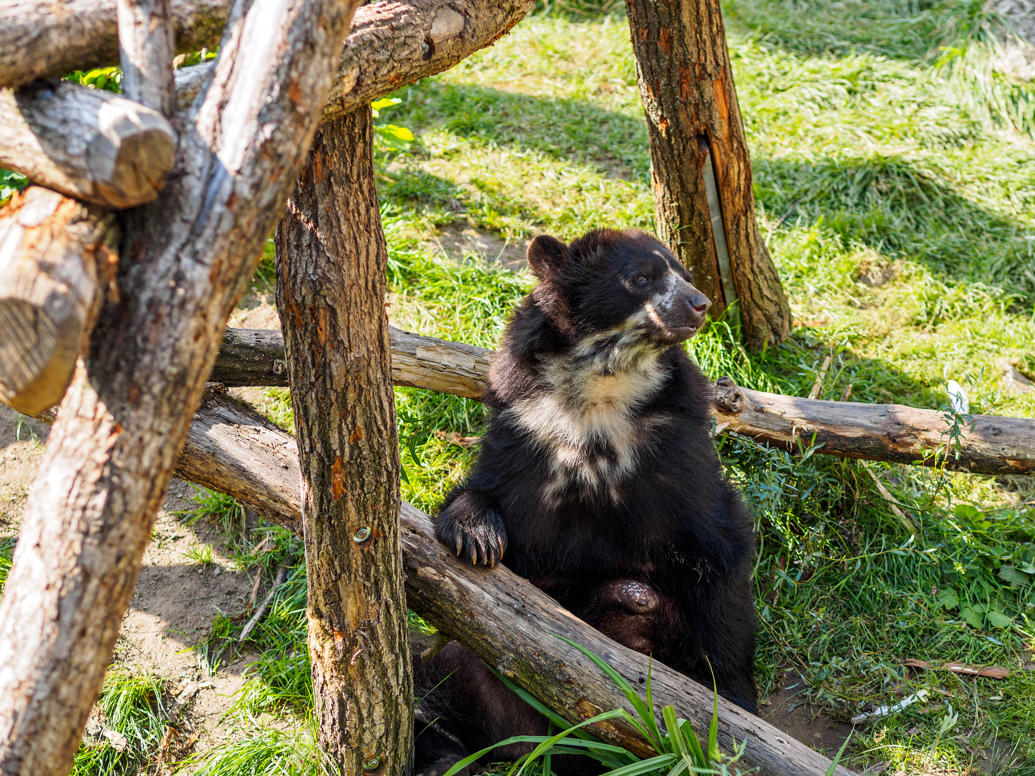 Olympus OM-D E-M1 + Olympus M.Zuiko Digital ED 75mm F1.8 sample photo. Frankfurt zoo photography