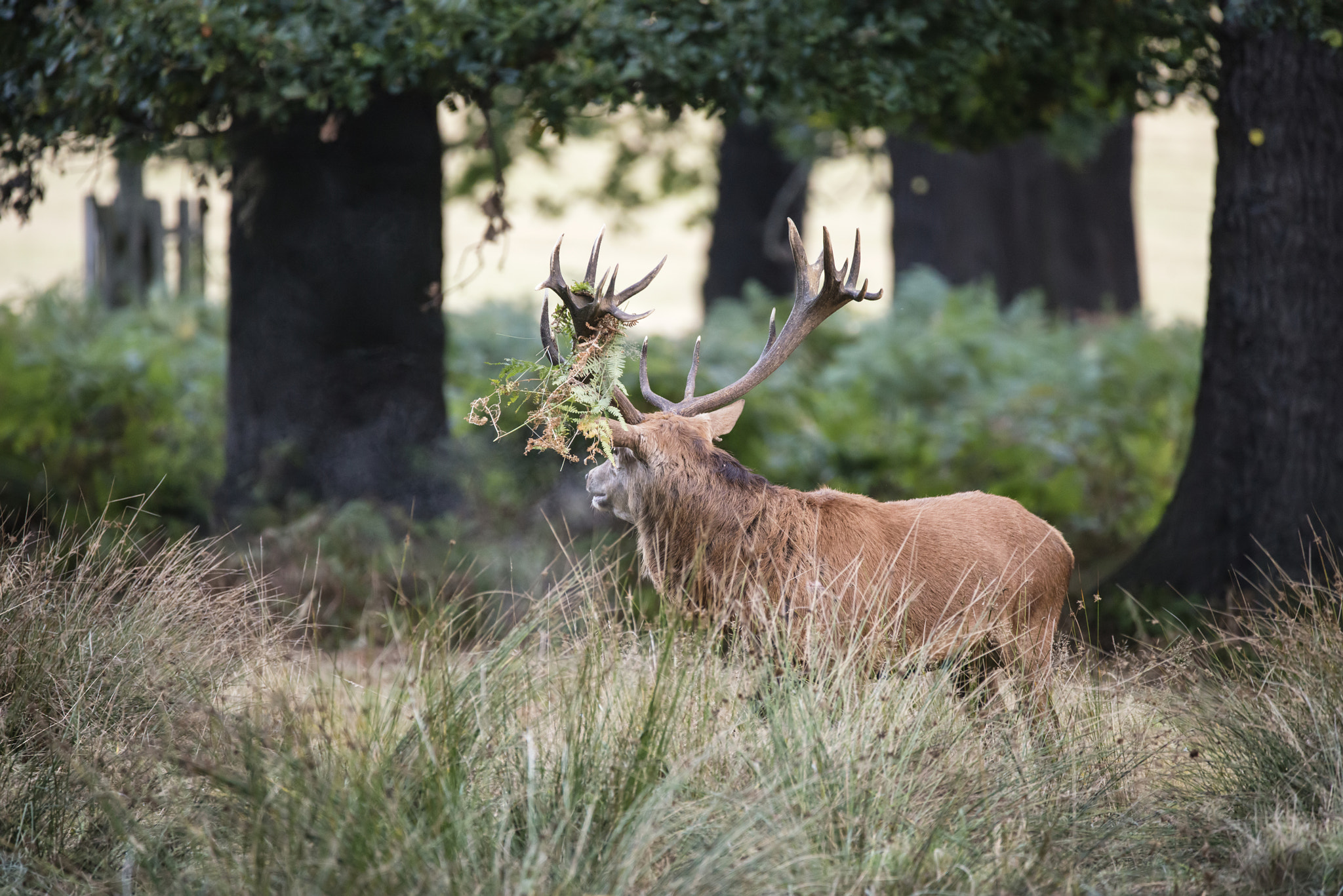 Nikon D800 sample photo. Majestic powerful red deer stag cervus elaphus in forest landsca photography