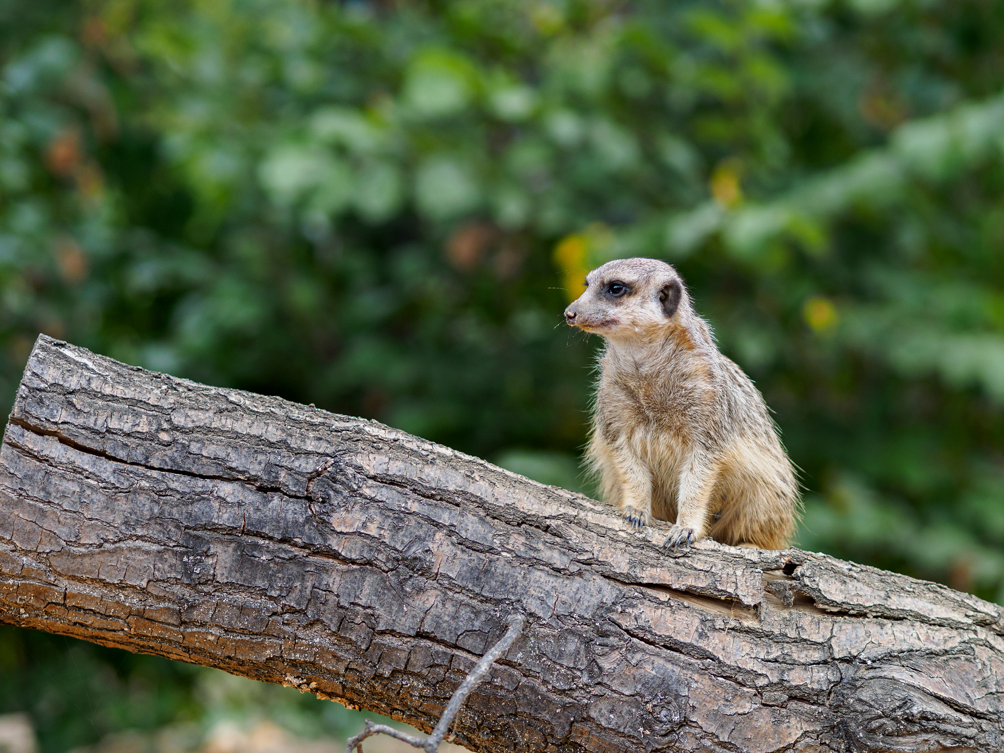 Olympus OM-D E-M1 + Olympus M.Zuiko Digital ED 75mm F1.8 sample photo. Frankfurt zoo photography