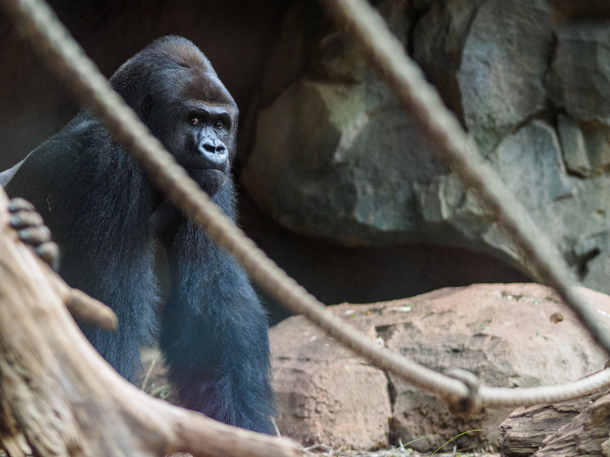 Olympus OM-D E-M1 + Olympus M.Zuiko Digital ED 75mm F1.8 sample photo. Frankfurt zoo photography