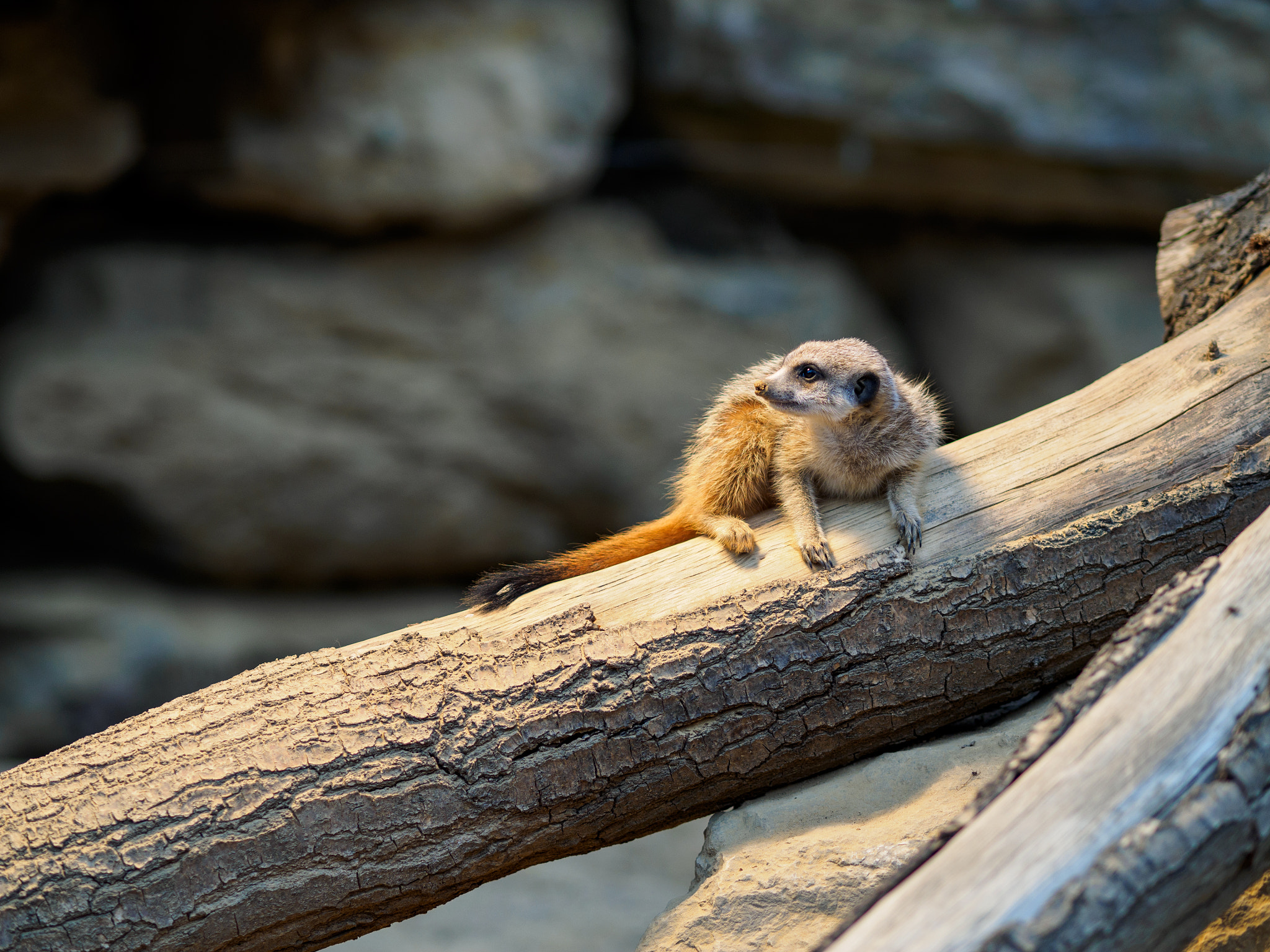 Olympus OM-D E-M1 + Olympus M.Zuiko Digital ED 75mm F1.8 sample photo. Frankfurt zoo photography