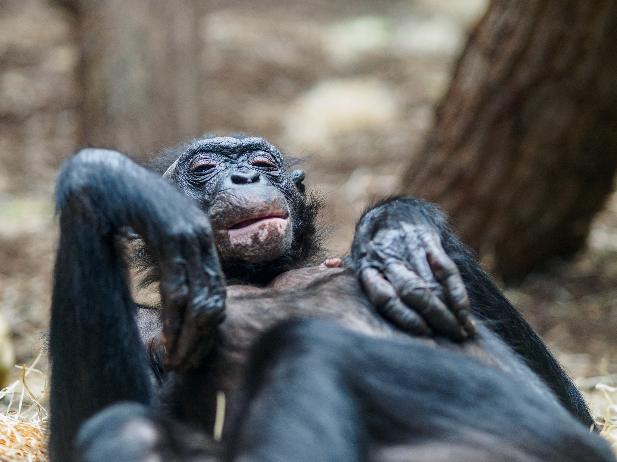 Olympus OM-D E-M1 + Olympus M.Zuiko Digital ED 75mm F1.8 sample photo. Frankfurt zoo photography
