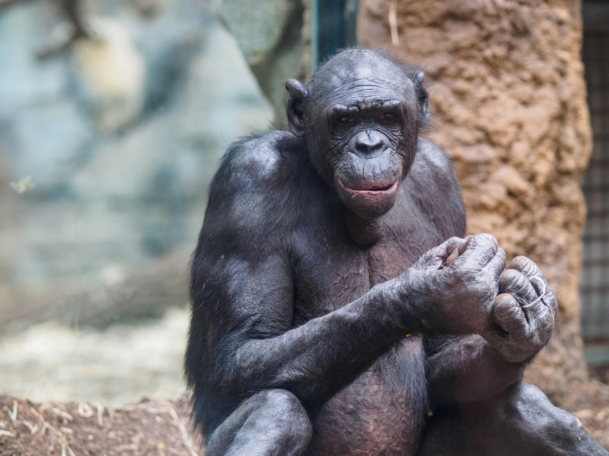 Olympus OM-D E-M1 + Olympus M.Zuiko Digital ED 75mm F1.8 sample photo. Frankfurt zoo photography
