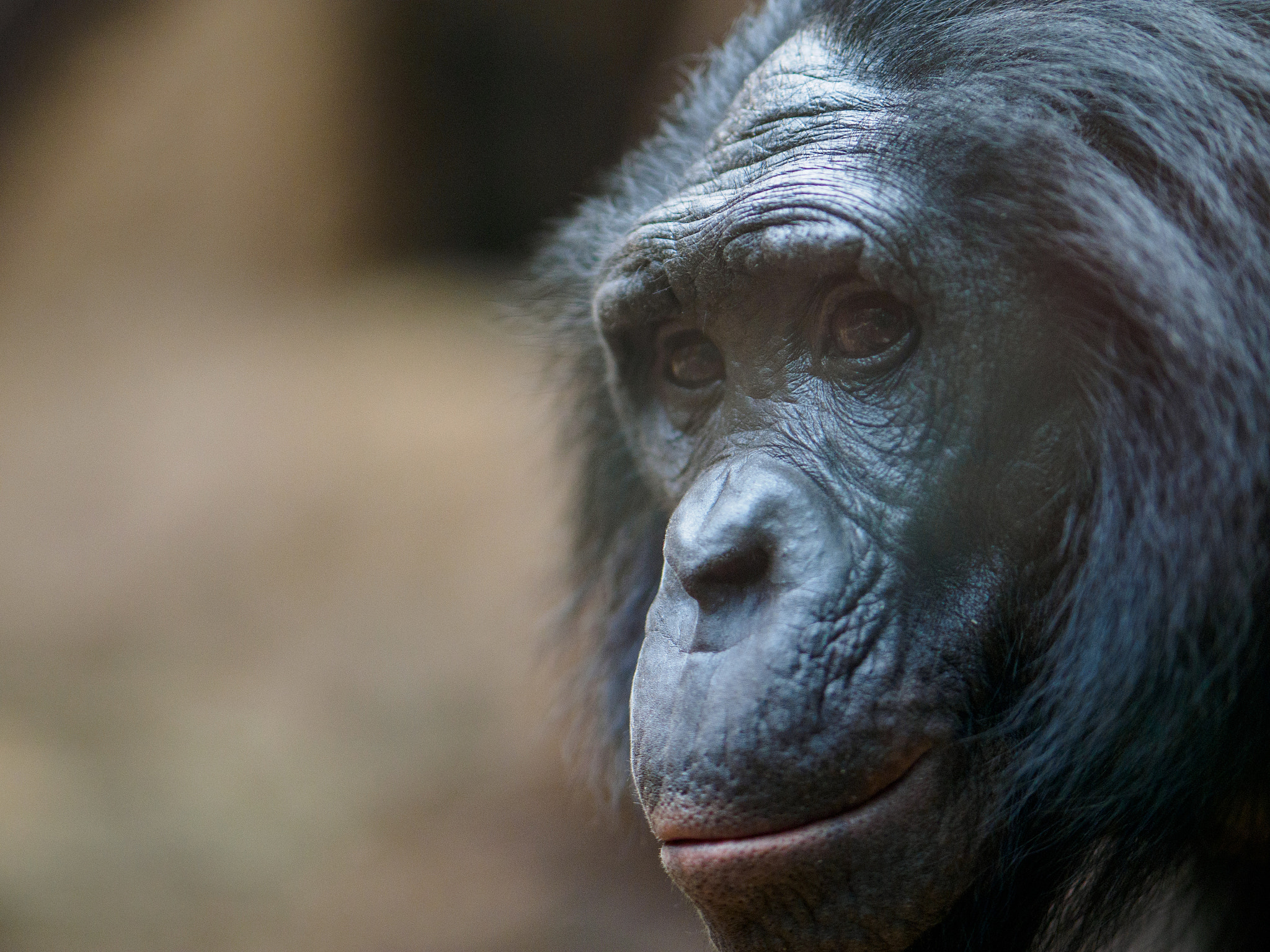 Olympus OM-D E-M1 + Olympus M.Zuiko Digital ED 75mm F1.8 sample photo. Frankfurt zoo photography