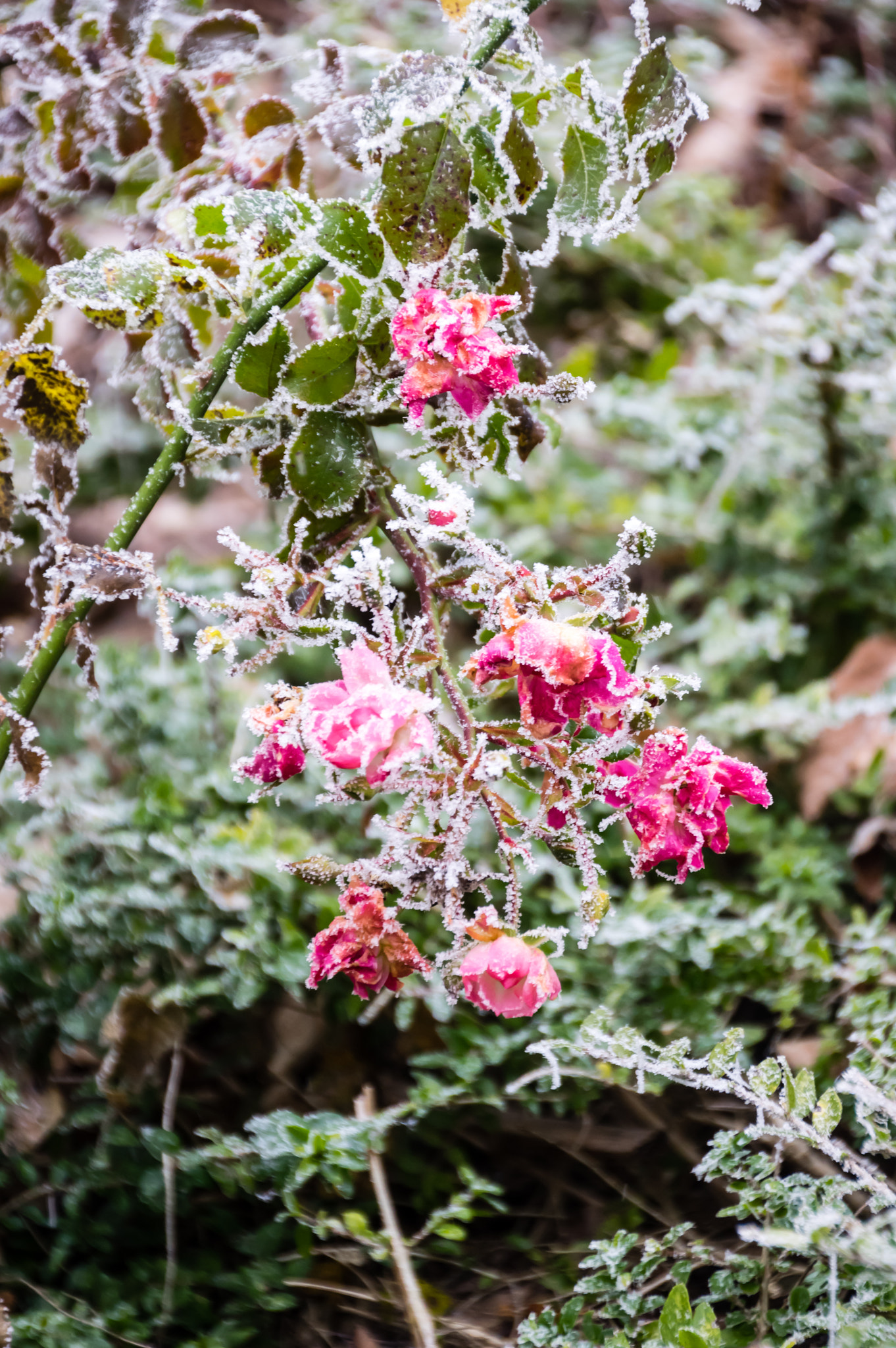 Pentax smc DA 18-270mm F3.5-6.3 ED SDM sample photo. Roses givrées photography