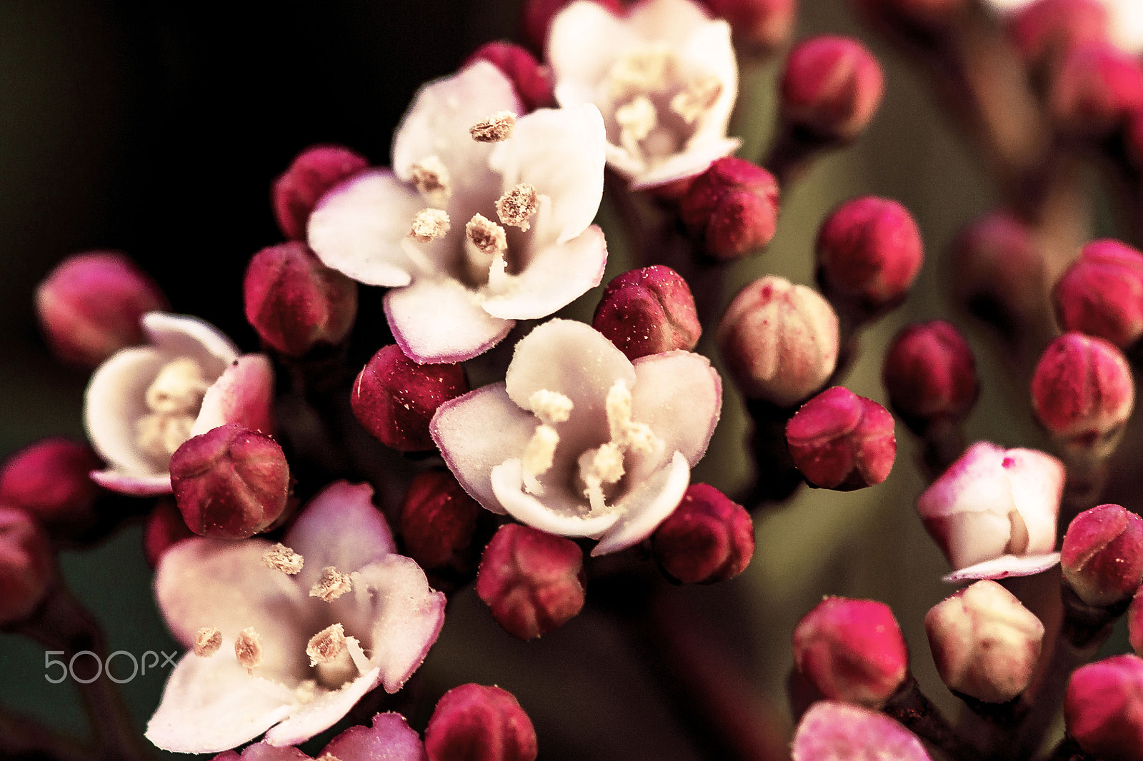 Sigma 105mm F2.8 EX DG OS HSM sample photo. Pink blooming photography