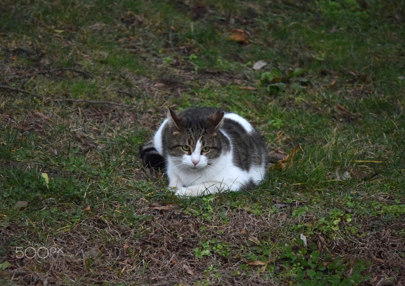 Sigma 150-500mm F5-6.3 DG OS HSM sample photo. Cat photography