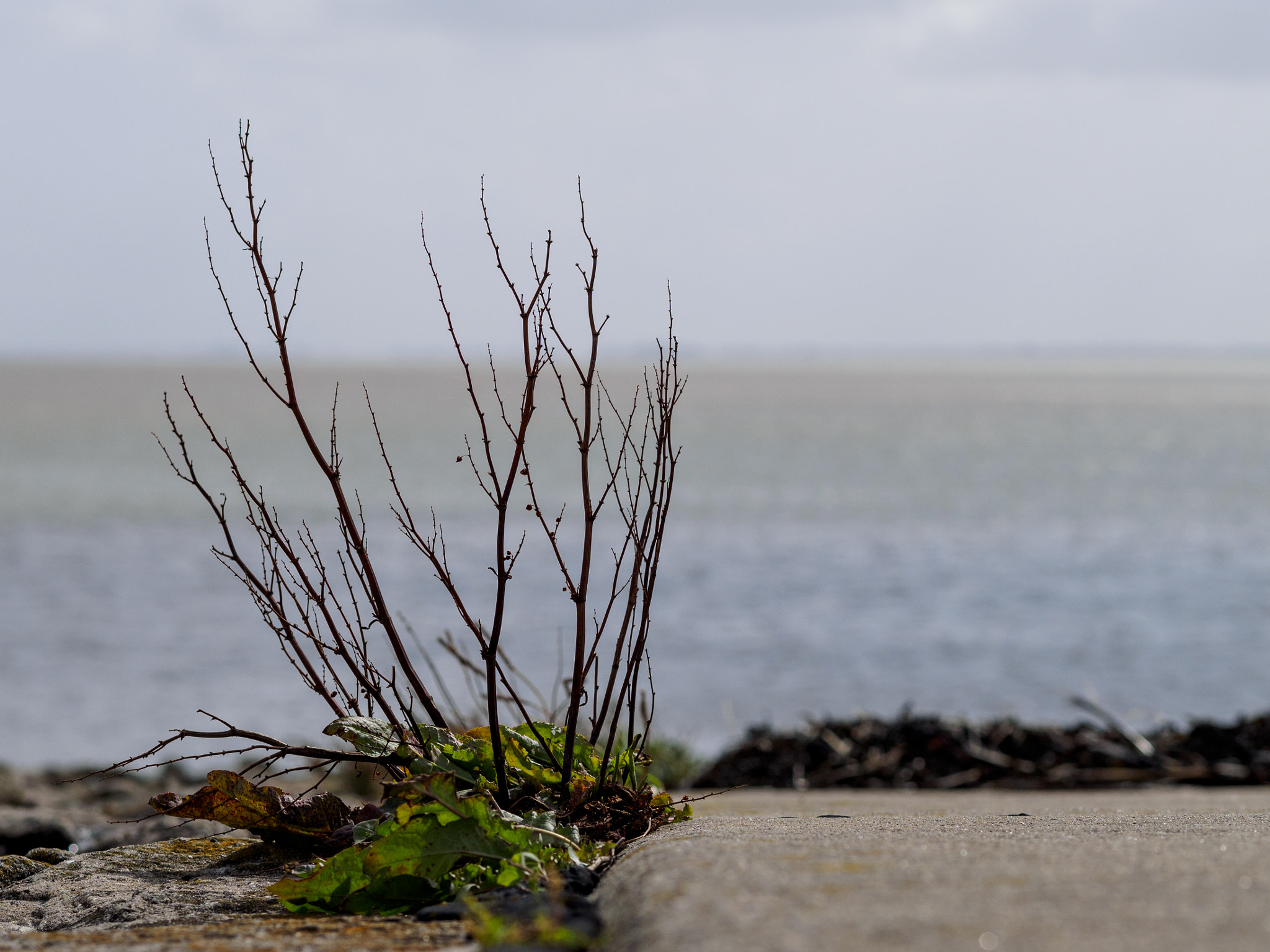 Olympus OM-D E-M1 + Olympus M.Zuiko Digital ED 75mm F1.8 sample photo. Wilhelmshaven photography