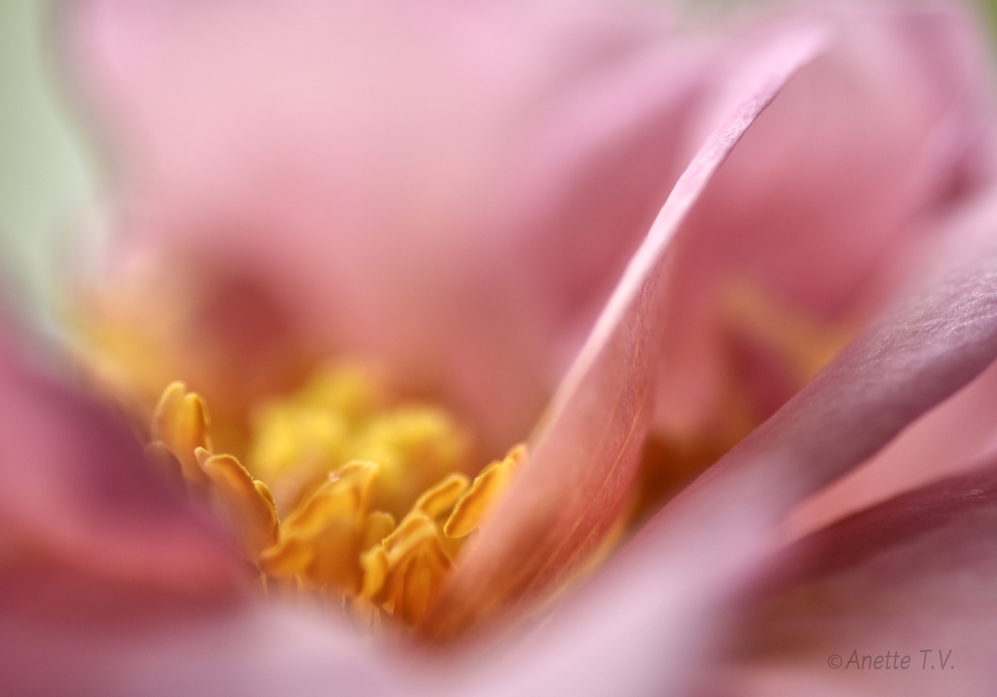 Nikon AF-S Micro-Nikkor 105mm F2.8G IF-ED VR sample photo. Rose mystery... photography