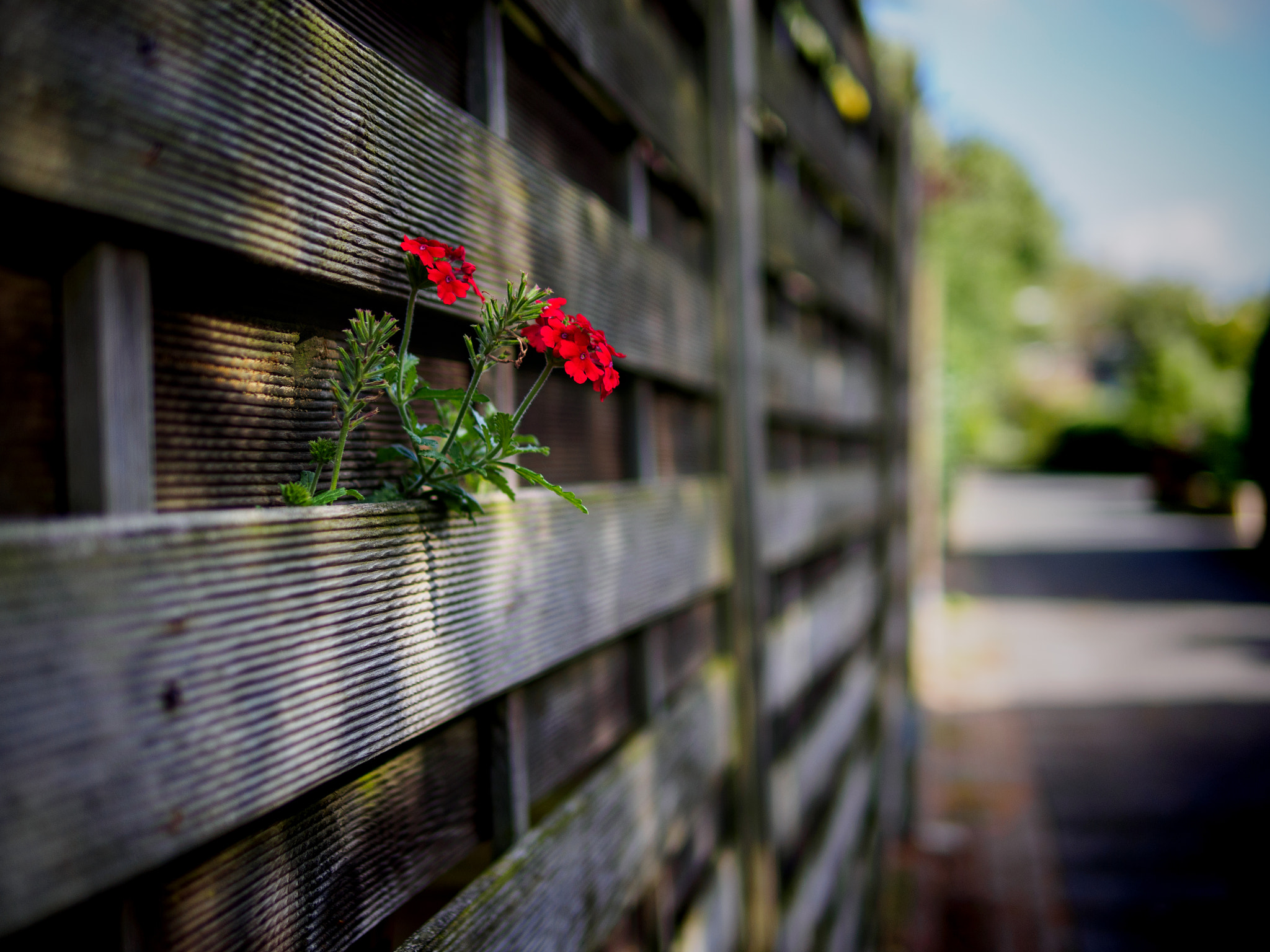 Olympus PEN E-P5 + Panasonic Leica DG Summilux 25mm F1.4 II ASPH sample photo. Wilhelmshaven photography