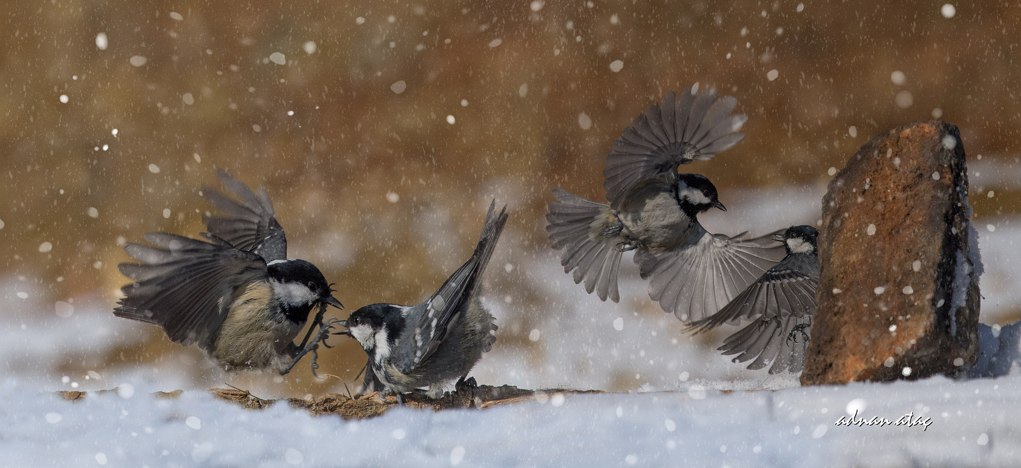 Nikon Nikkor AF-S 300mm F4E PF ED VR sample photo. Çam baştankarası - periparus ater - coal tit photography