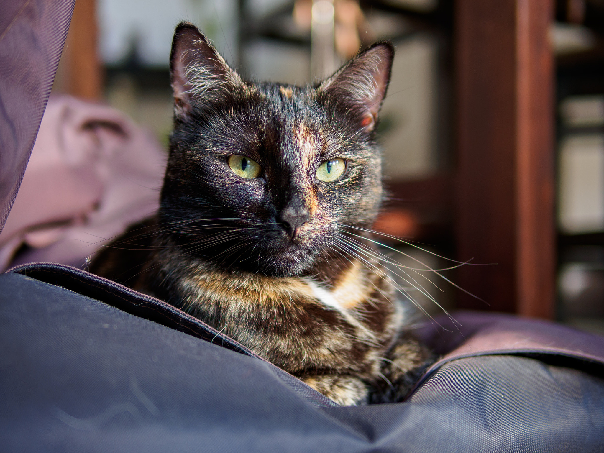 Olympus PEN E-P5 + Panasonic Leica DG Summilux 25mm F1.4 II ASPH sample photo. Wilhelmshaven photography