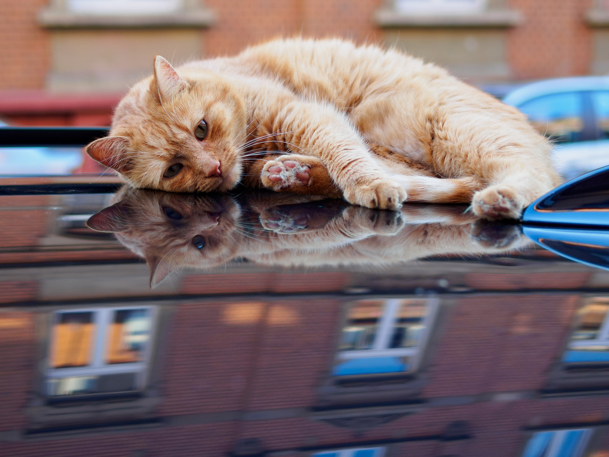 Olympus PEN E-P5 + Panasonic Leica DG Summilux 25mm F1.4 II ASPH sample photo. Frankfurt streetcat photography
