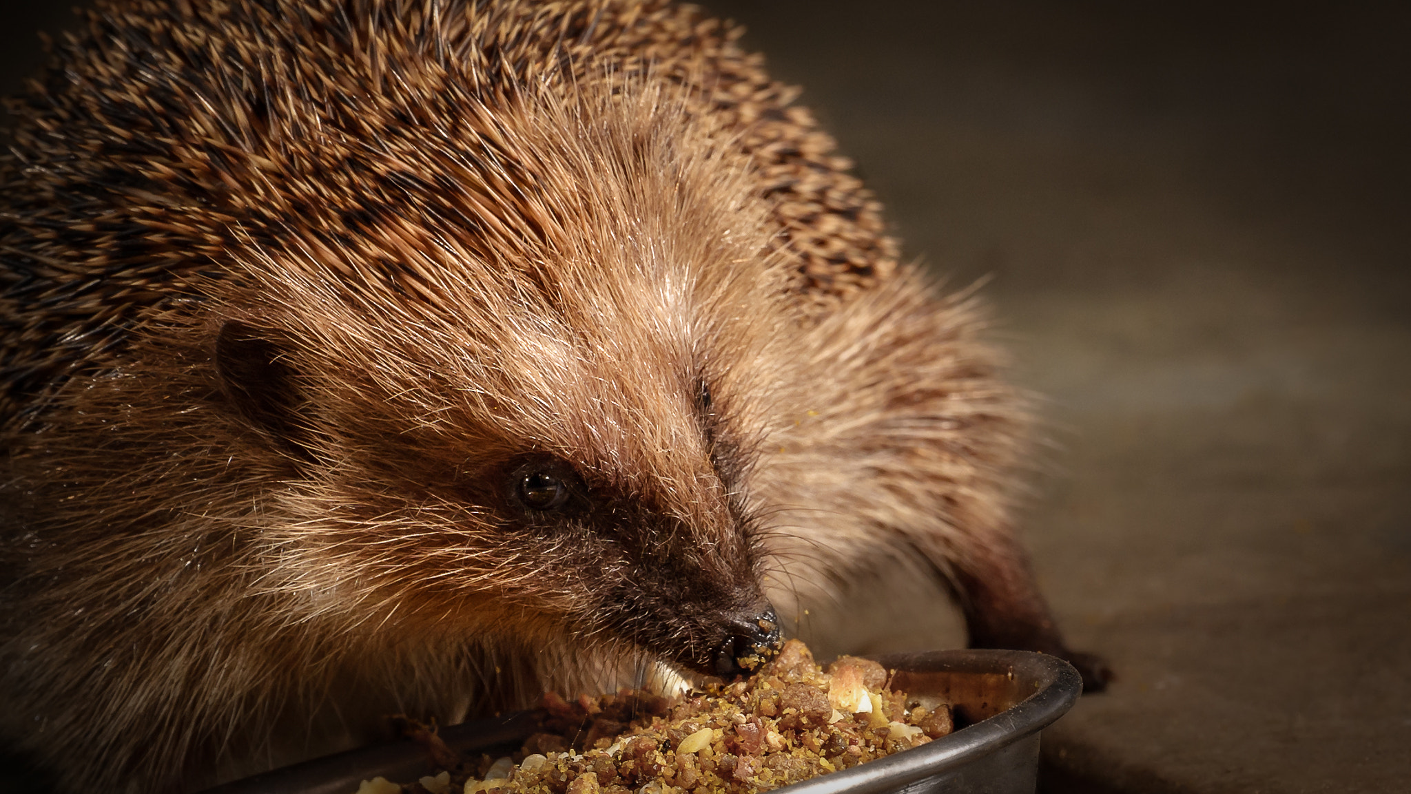 Tamron SP 70-200mm F2.8 Di VC USD sample photo. The hedgehog photography