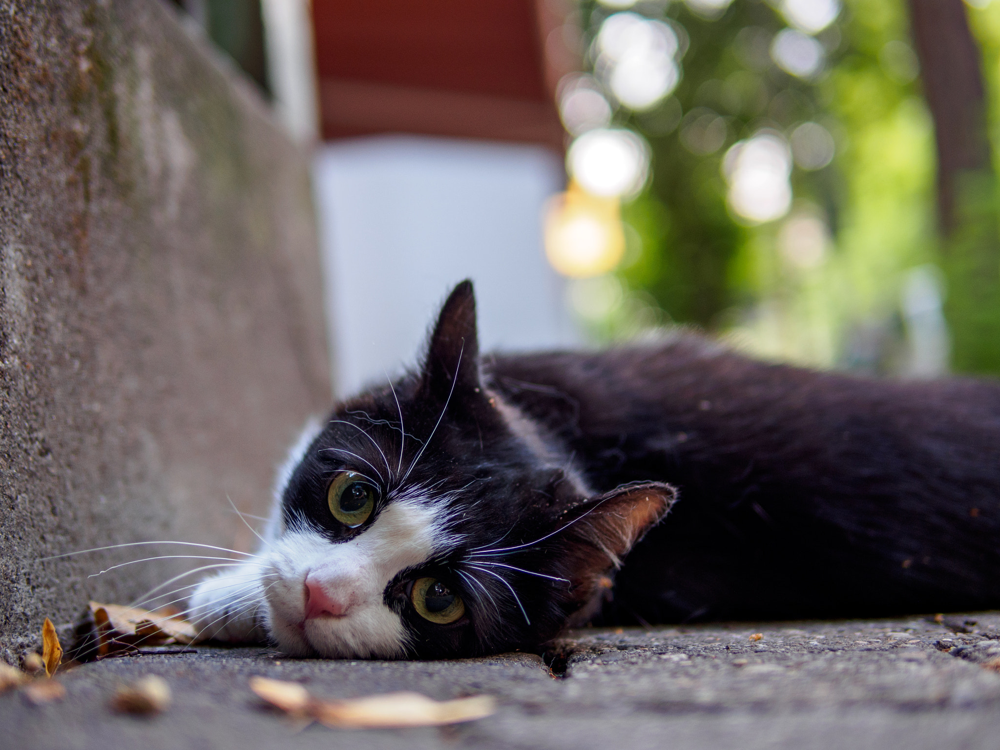 Olympus PEN E-P5 + Panasonic Leica DG Summilux 25mm F1.4 II ASPH sample photo. Streetcat frankfurt photography