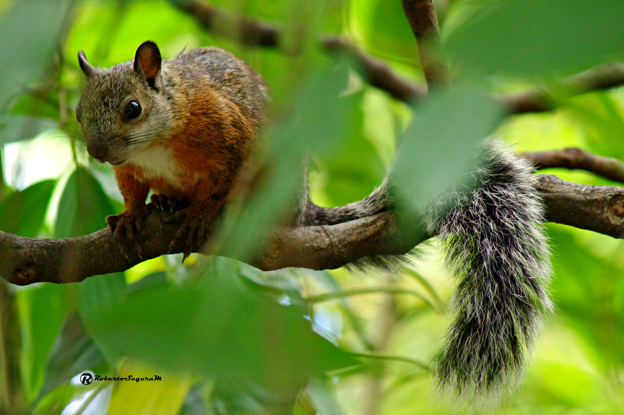 Pentax K-S2 sample photo. Posando photography