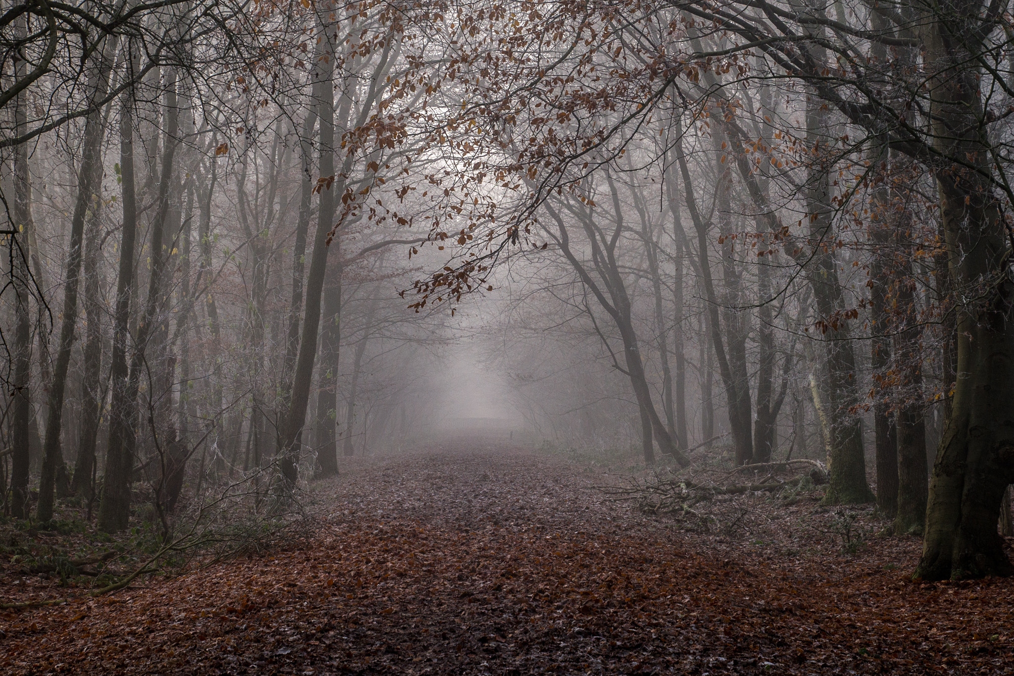 Tamron 16-300mm F3.5-6.3 Di II VC PZD Macro sample photo. More fog, more trees... photography