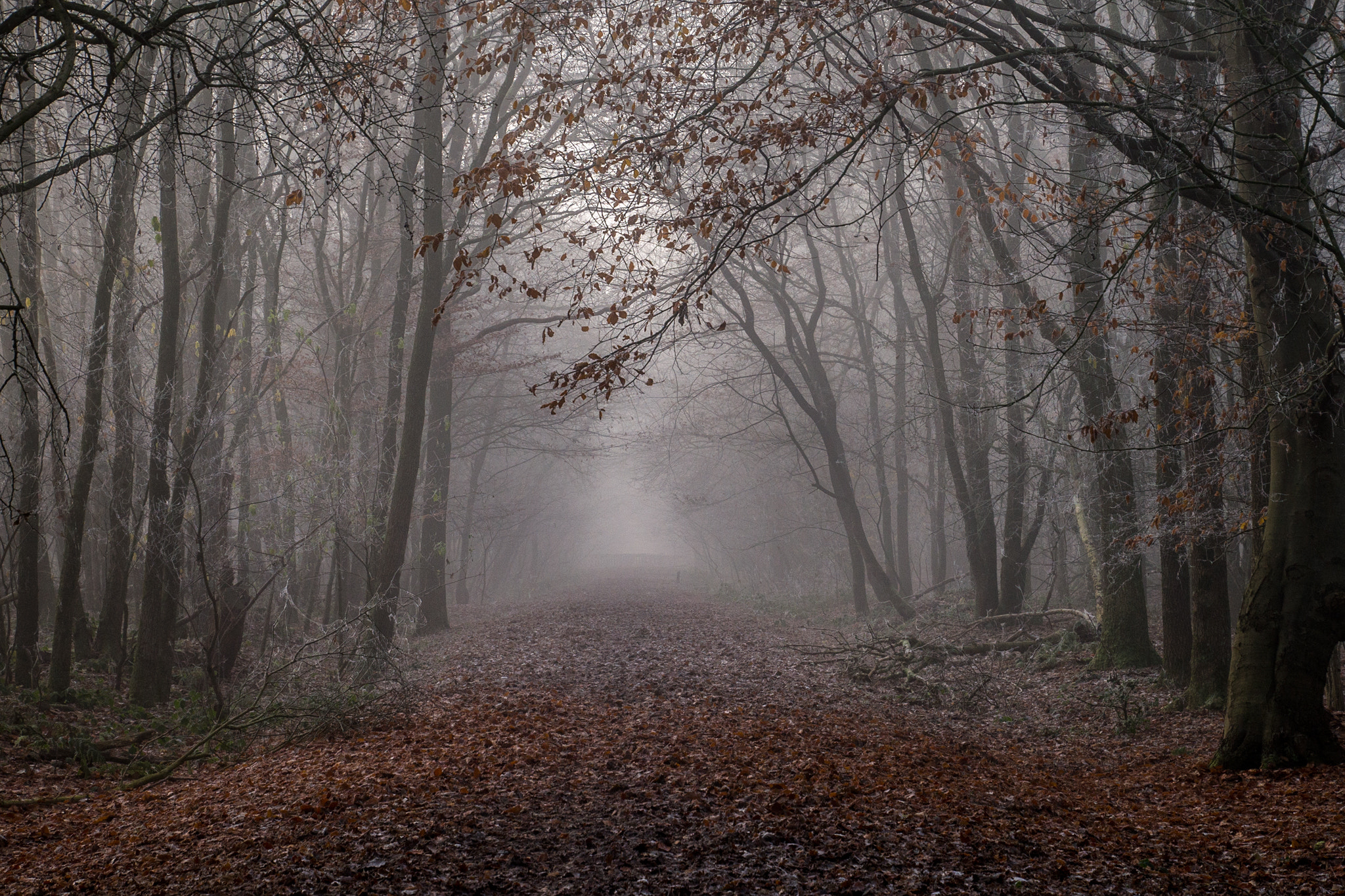 Sony a99 II sample photo. More fog, more trees... photography