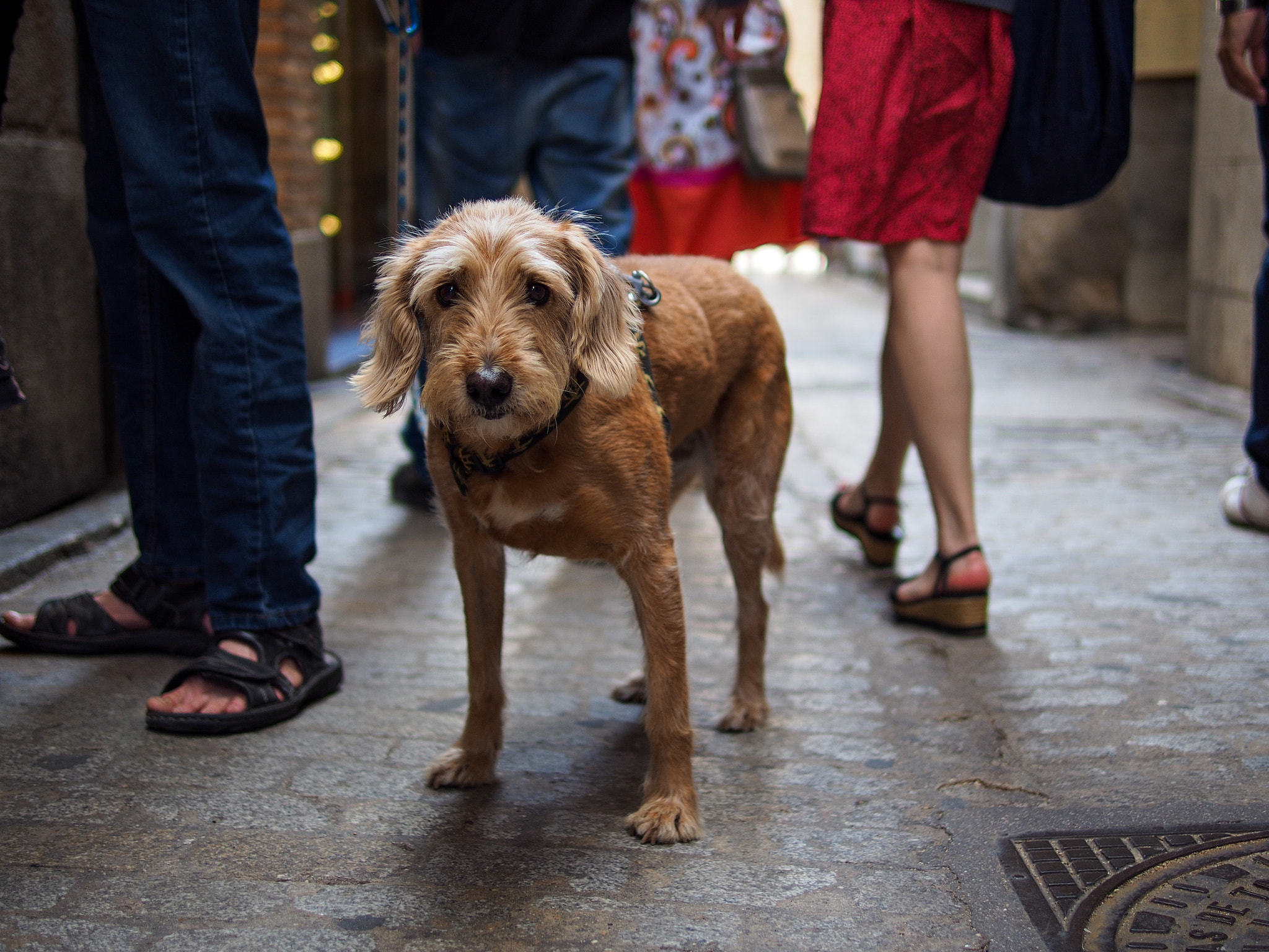 Olympus PEN E-P5 + Panasonic Leica DG Summilux 25mm F1.4 II ASPH sample photo. Toledo photography