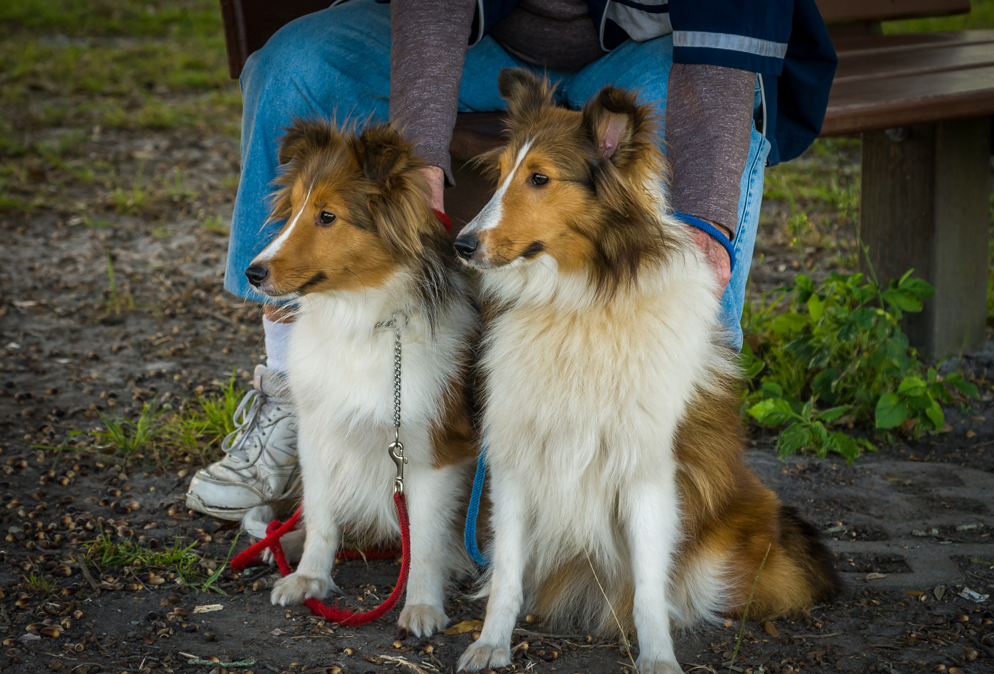 Nikon D300 sample photo. Shelties! 1 photography