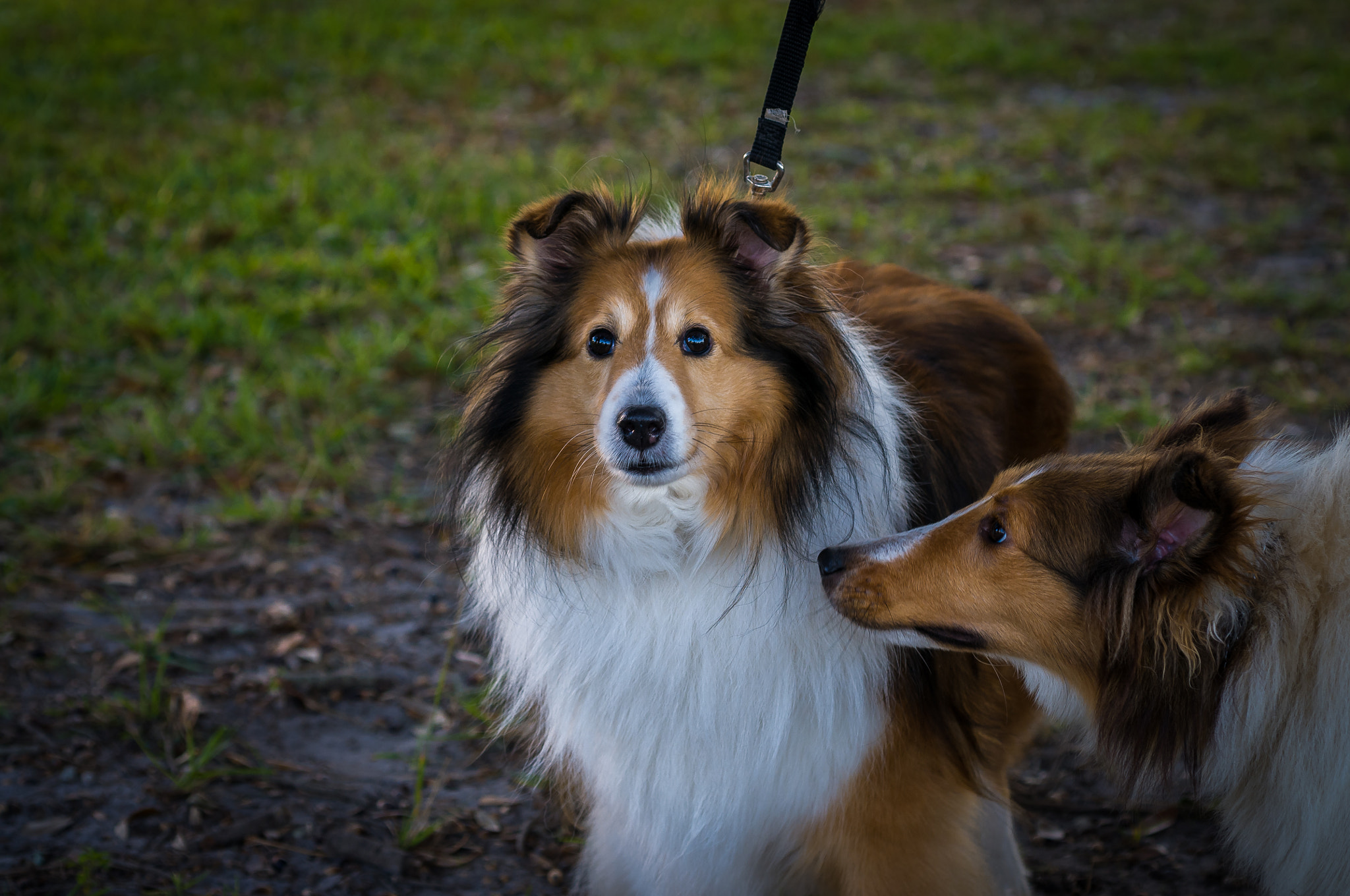 Nikon D300 + AF Micro-Nikkor 60mm f/2.8 sample photo. Shelties! 2 photography