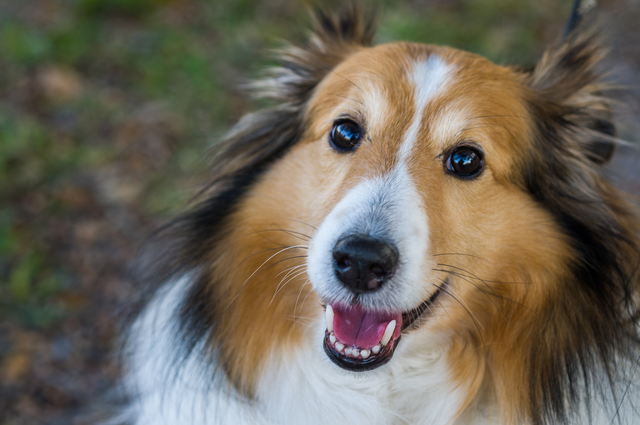 Nikon D300 + AF Micro-Nikkor 60mm f/2.8 sample photo. Shelties! 4 photography