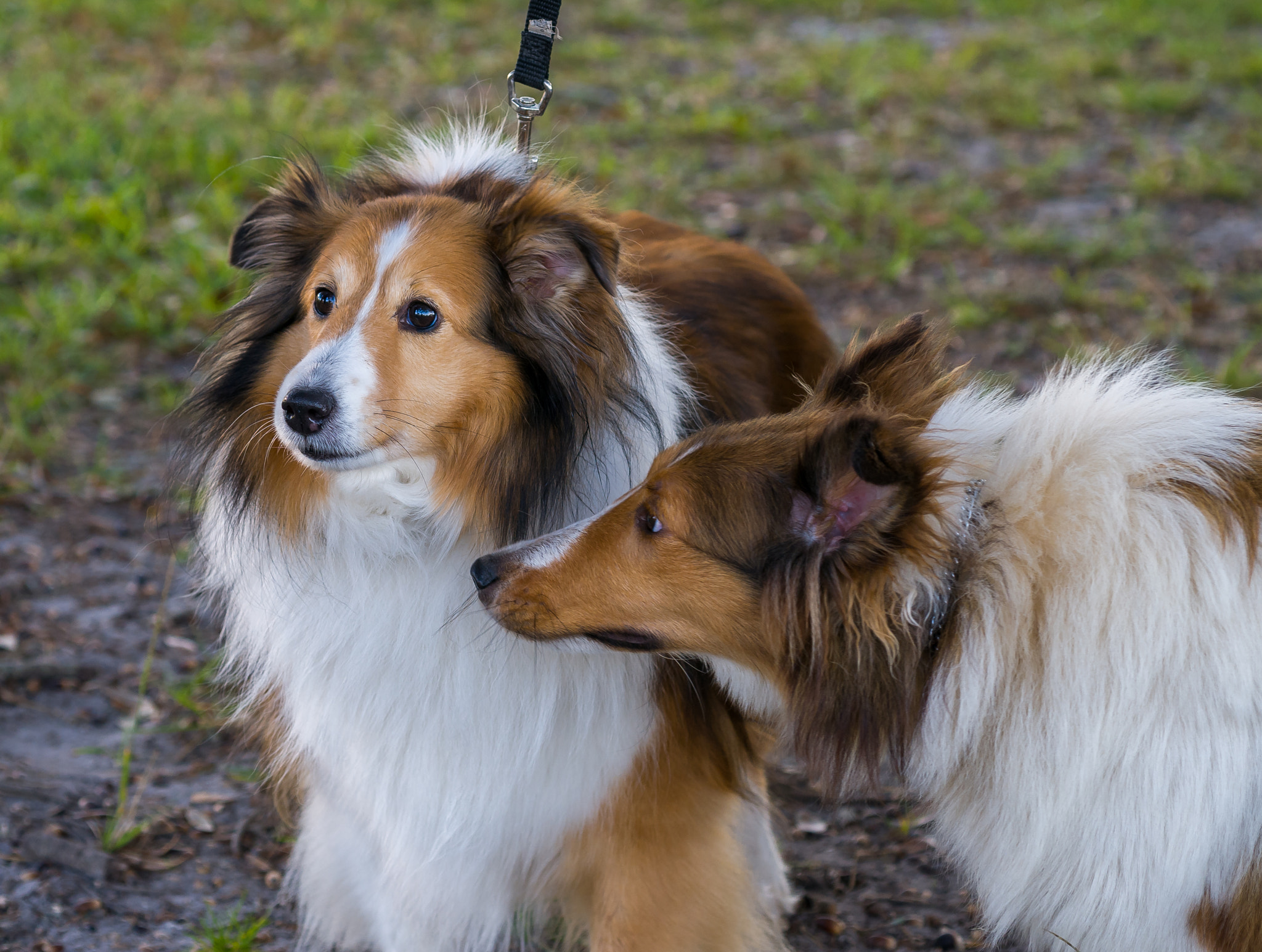 Nikon D300 + AF Micro-Nikkor 60mm f/2.8 sample photo. Shelties! 3 photography