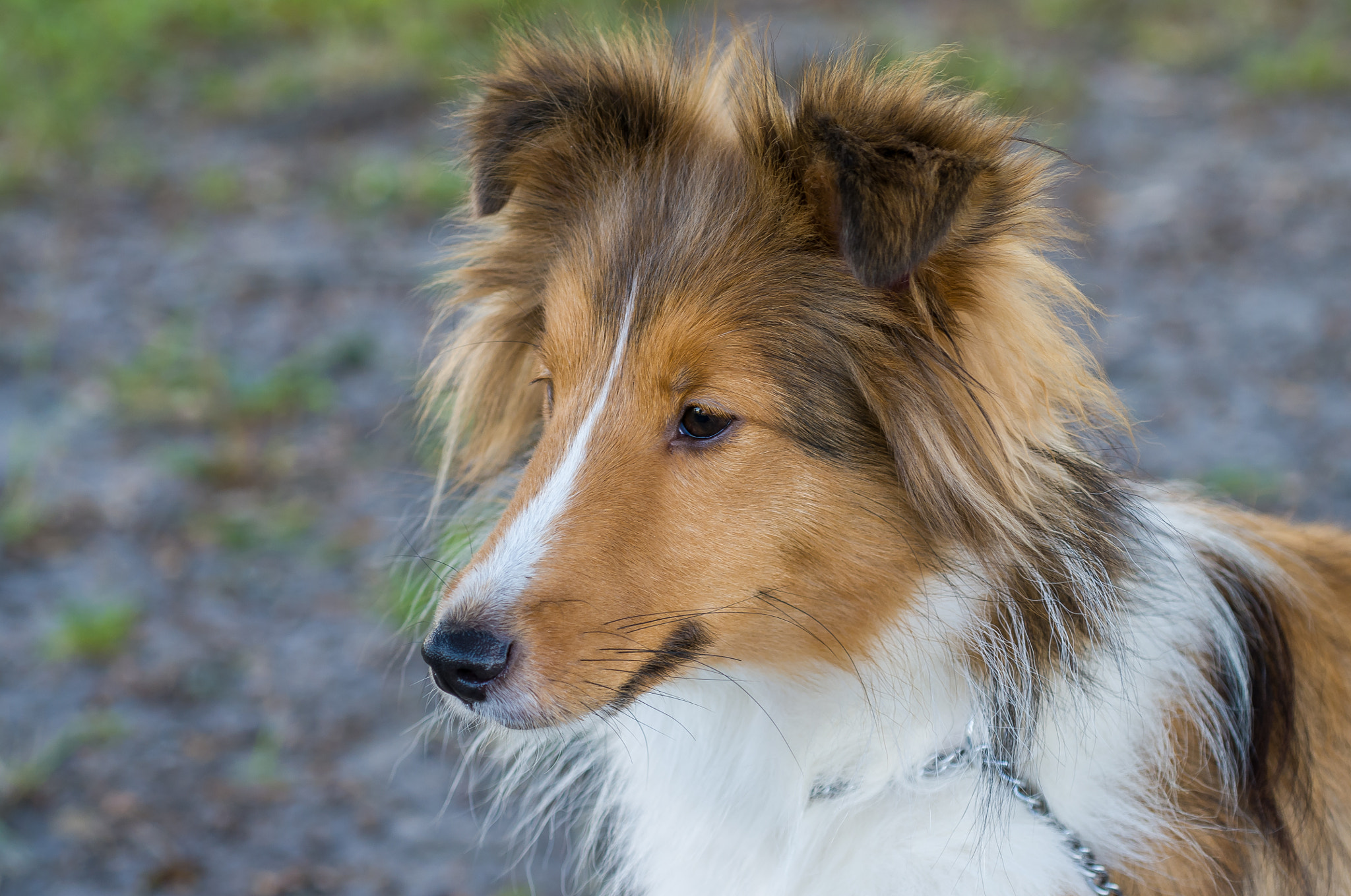 Nikon D300 sample photo. Shelties! 5 photography