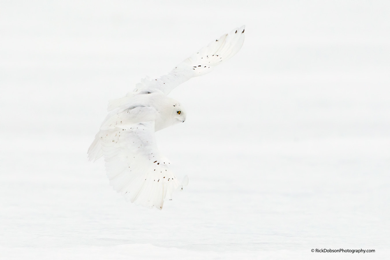 Canon EOS-1D Mark IV + Canon EF 500mm F4L IS USM sample photo. Snowy owl ghost photography