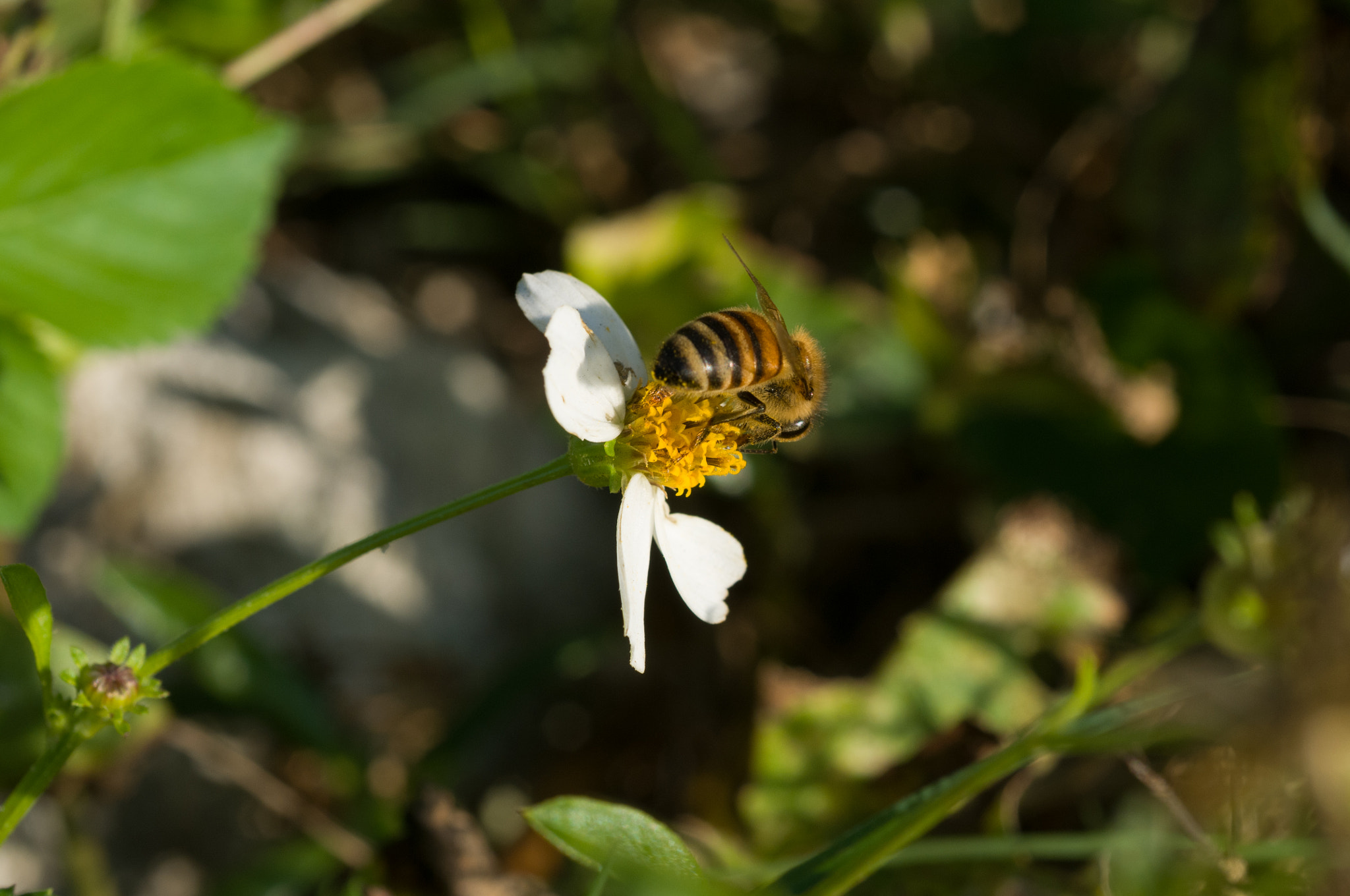 Nikon D300 + AF Micro-Nikkor 60mm f/2.8 sample photo. Crystal beach bees 1 photography