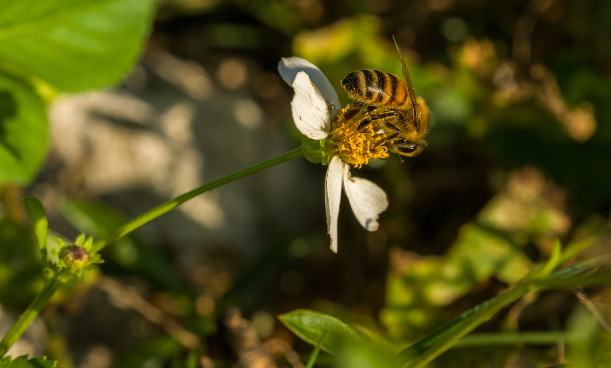 Nikon D300 + AF Micro-Nikkor 60mm f/2.8 sample photo. Crystal beach bees 2 photography