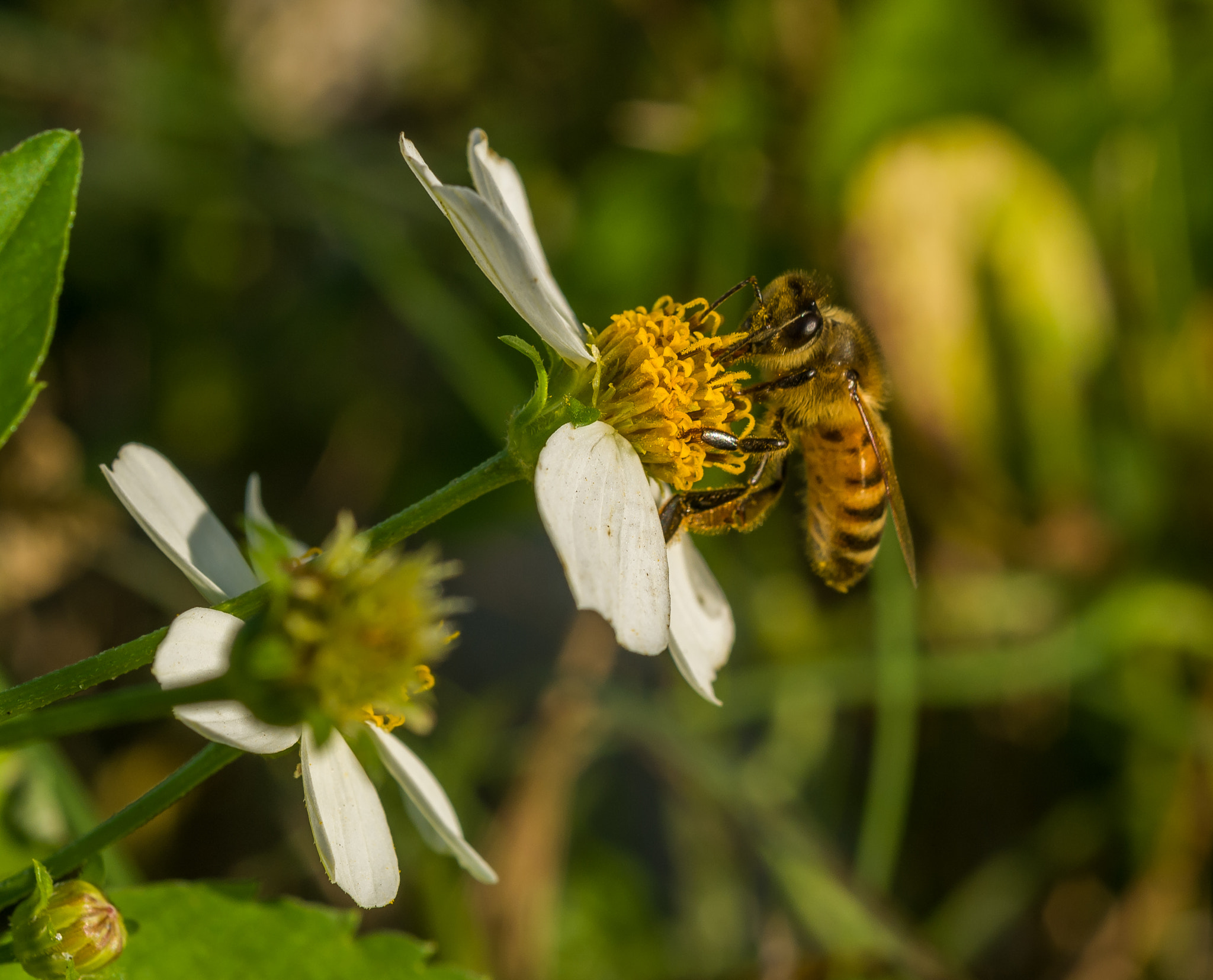 Nikon D300 sample photo. Crystal beach bees 3 photography