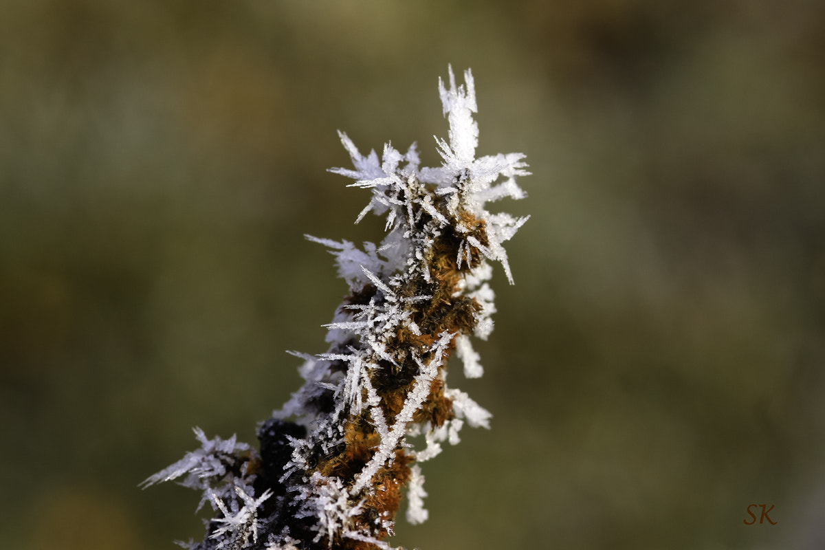 Sigma 105mm F2.8 EX DG Macro sample photo. Frozen sumac tree photography