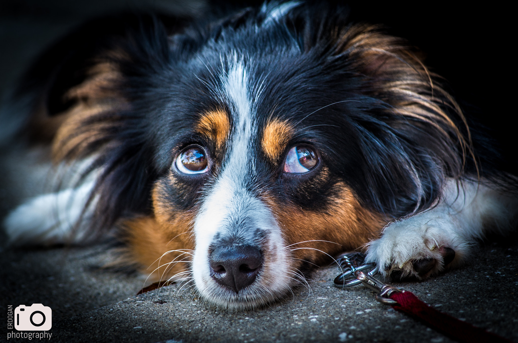 Pentax K-30 + HD Pentax DA 55-300mm F4.0-5.8 ED WR sample photo. Hurley 3 - sad face! photography