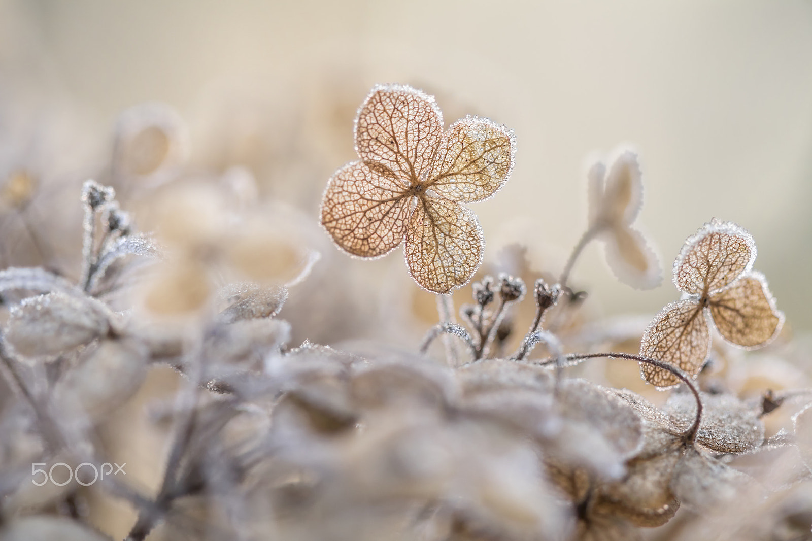 Canon EOS 80D sample photo. Hydrangea frost photography