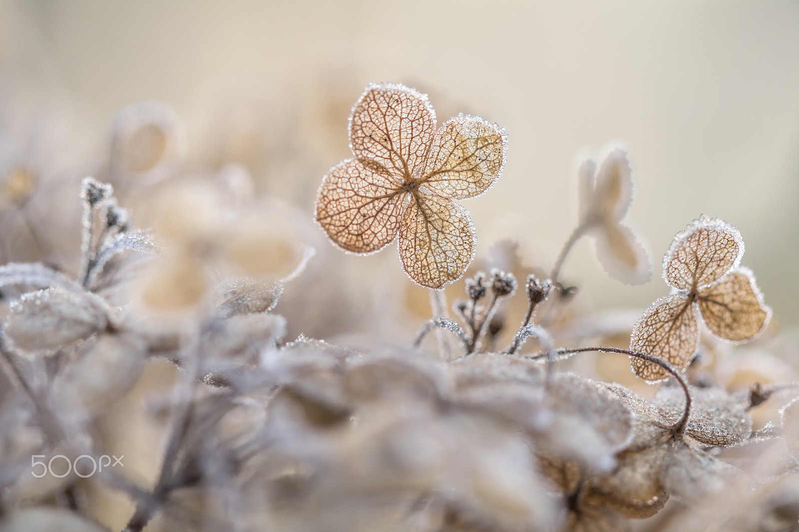 Canon EF 100mm F2.8 Macro USM sample photo. Hydrangea frost photography