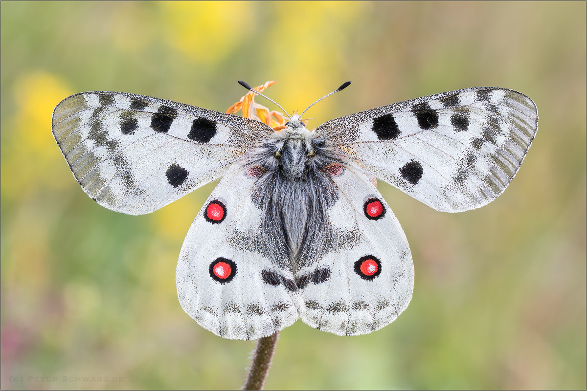 Sigma 150mm f/2.8 EX DG OS HSM APO Macro sample photo. Parnassius apollo photography