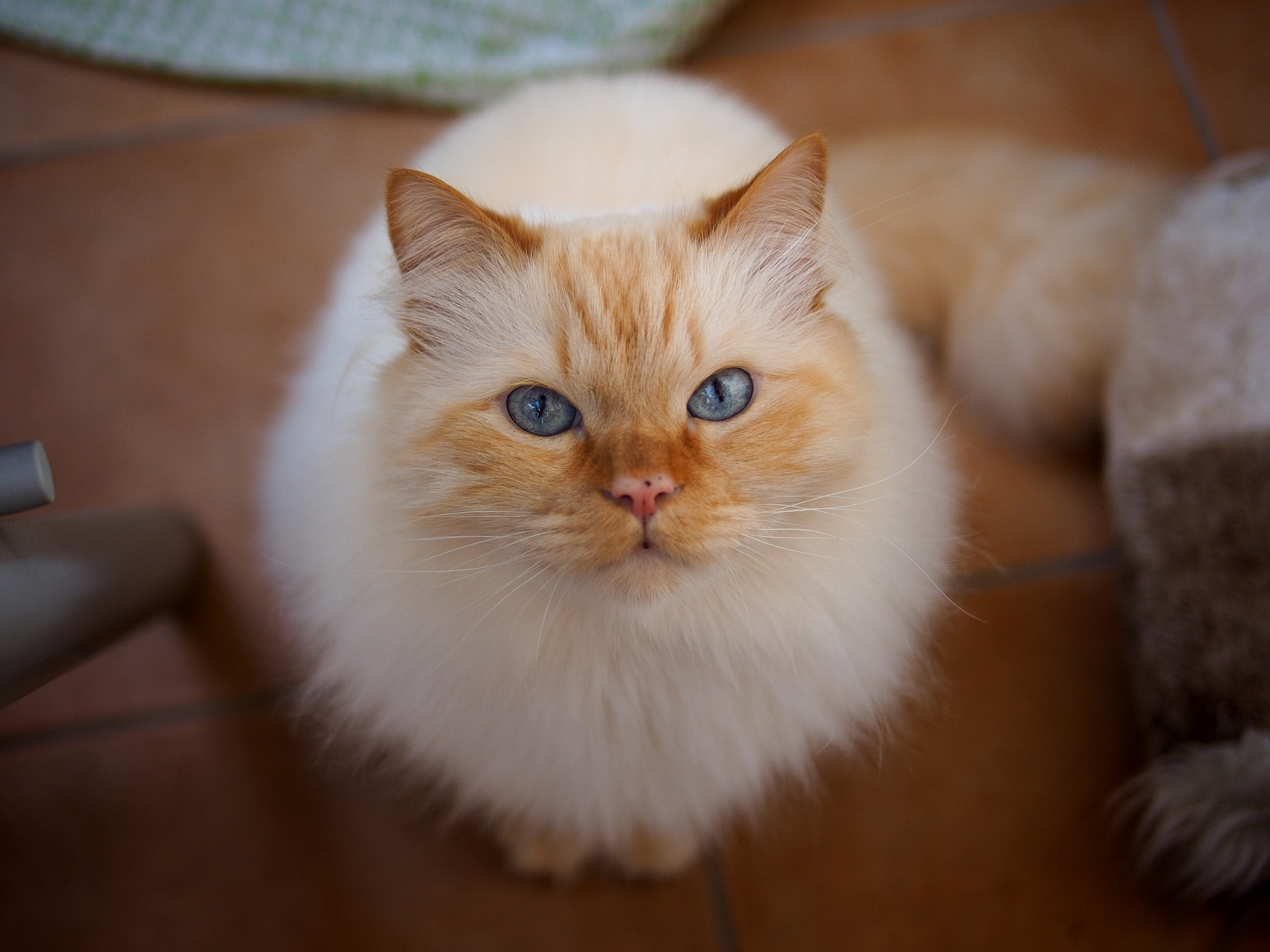 Olympus PEN E-P5 + Panasonic Leica DG Summilux 25mm F1.4 II ASPH sample photo. Bruno photography