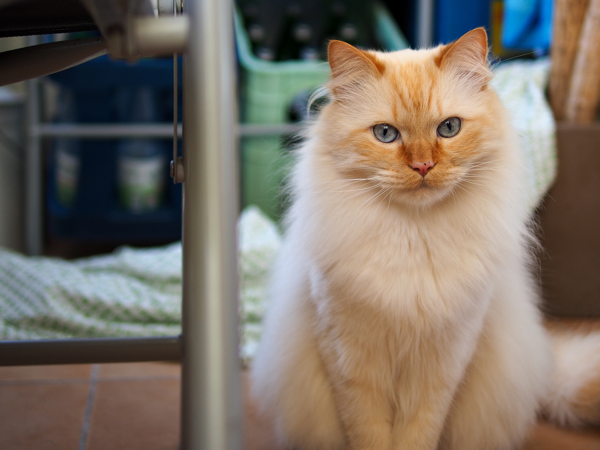 Panasonic Leica DG Summilux 25mm F1.4 II ASPH sample photo. Bruno photography