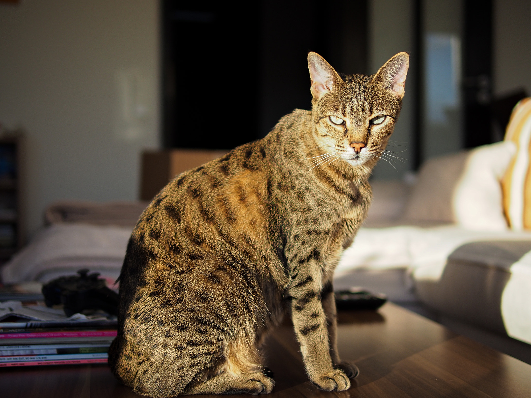 Olympus PEN E-P5 + Panasonic Leica DG Summilux 25mm F1.4 II ASPH sample photo. Wanda photography