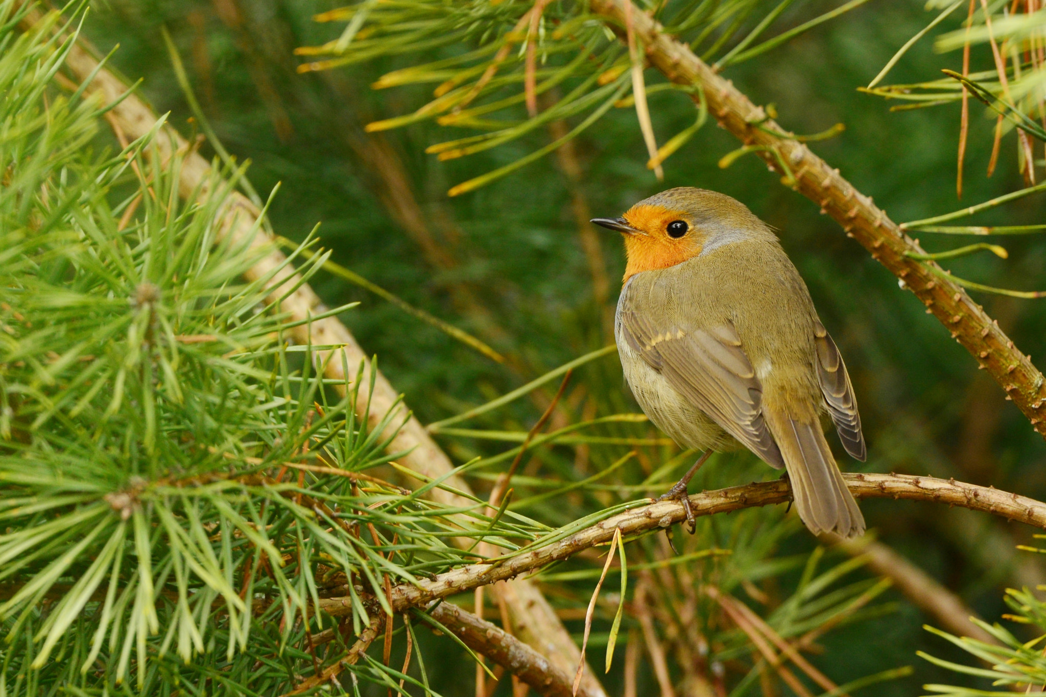 Nikon D600 + Nikon AF-S Nikkor 500mm F4G ED VR sample photo. Roodborst photography