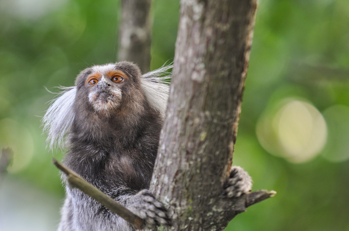 Nikon D90 + Sigma APO 100-300mm F4 EX IF HSM sample photo. Common marmoset photography