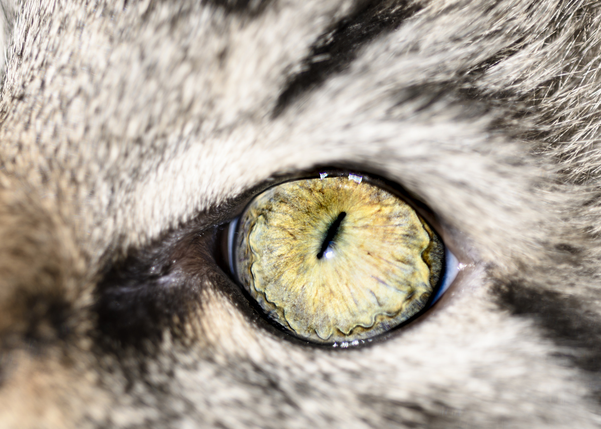 Sigma 150mm F2.8 EX DG OS Macro HSM sample photo. Clyde photography