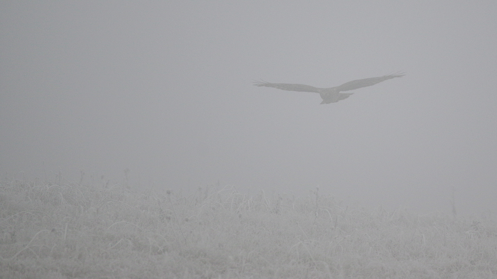 Pentax K-3 + Sigma 120-400mm F4.5-5.6 DG OS HSM sample photo. Busard saint-martin photography