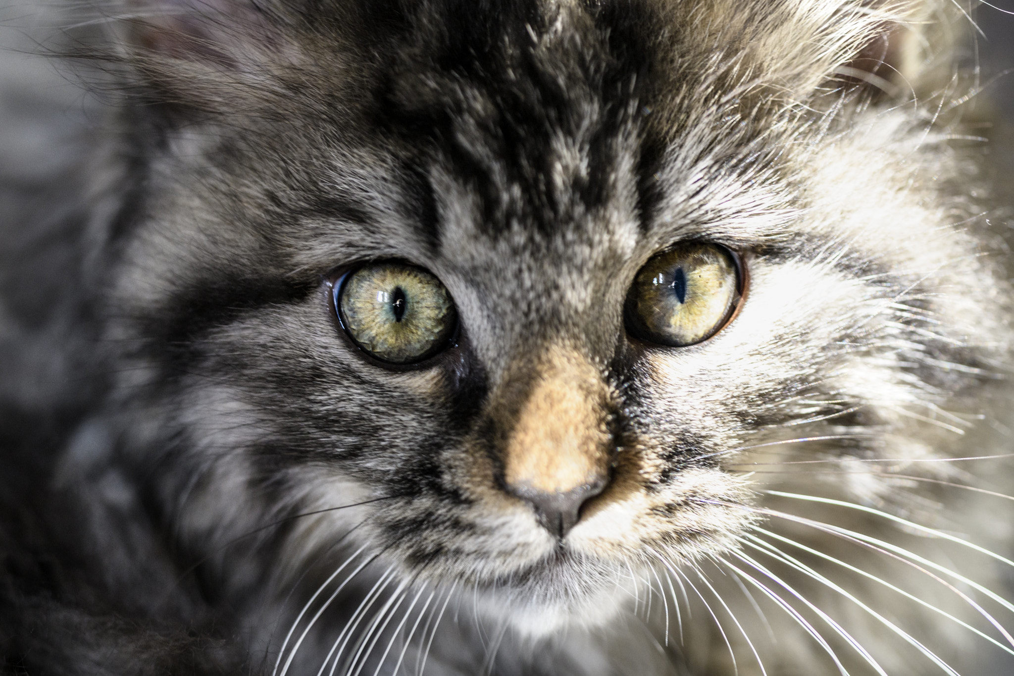 Sigma 150mm F2.8 EX DG OS Macro HSM sample photo. Clyde photography