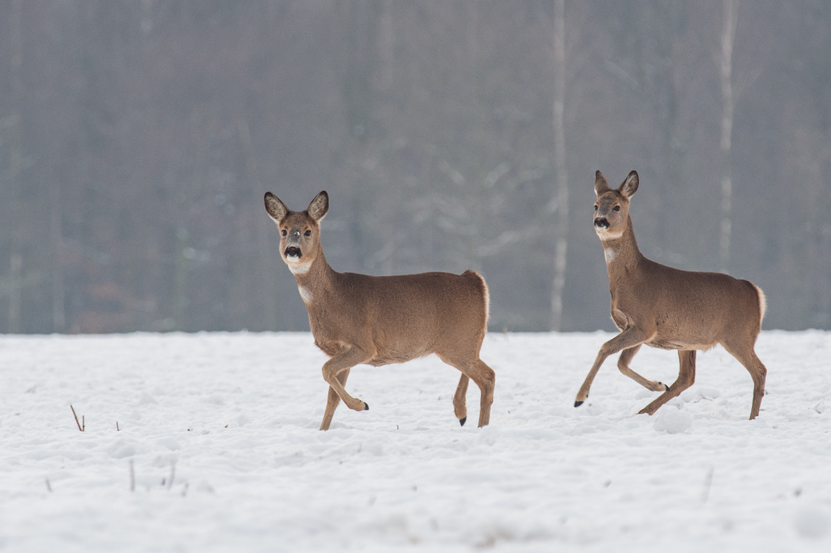 Nikon D90 + Sigma APO 100-300mm F4 EX IF HSM sample photo. Roe deers photography