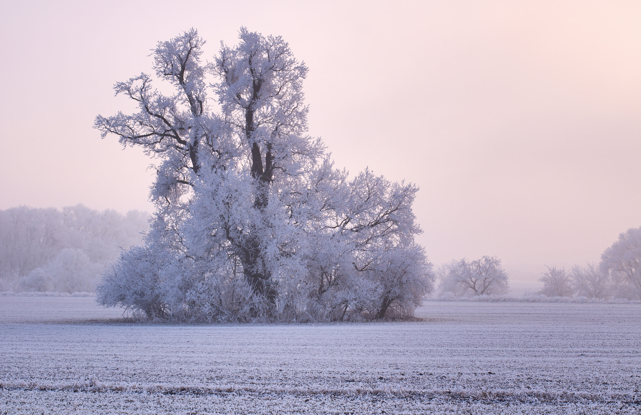 Canon EOS 750D (EOS Rebel T6i / EOS Kiss X8i) + Canon EF 50mm F1.4 USM sample photo. Frozen tree photography