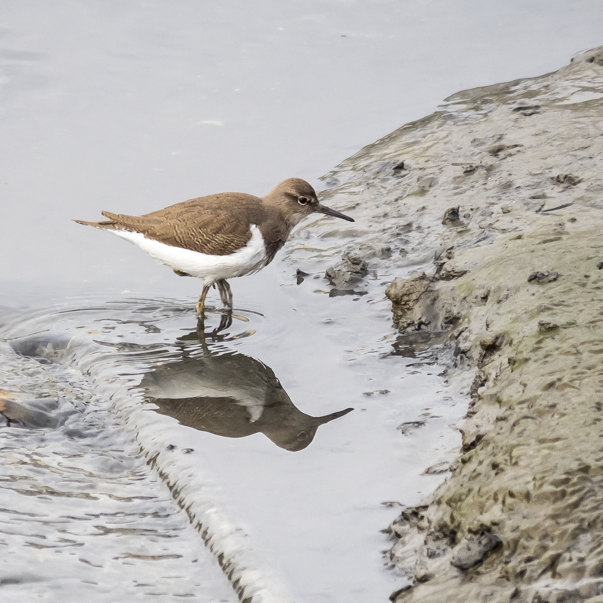 Olympus OM-D E-M5 II sample photo. Common sandpiper (actitis hypoleucos) photography