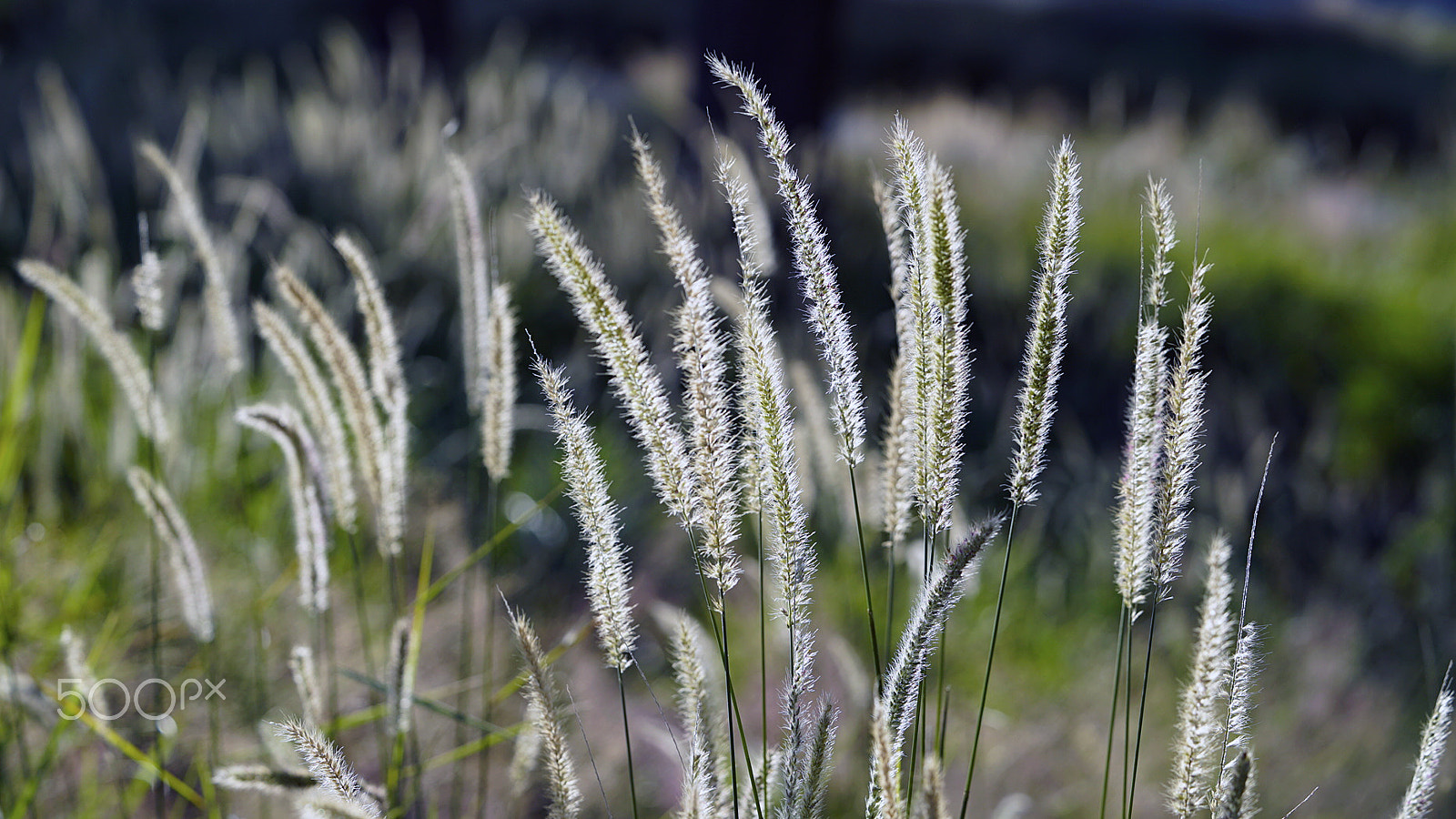 Sony a7S II + Sony FE 90mm F2.8 Macro G OSS sample photo. Sun kiss 0101 photography