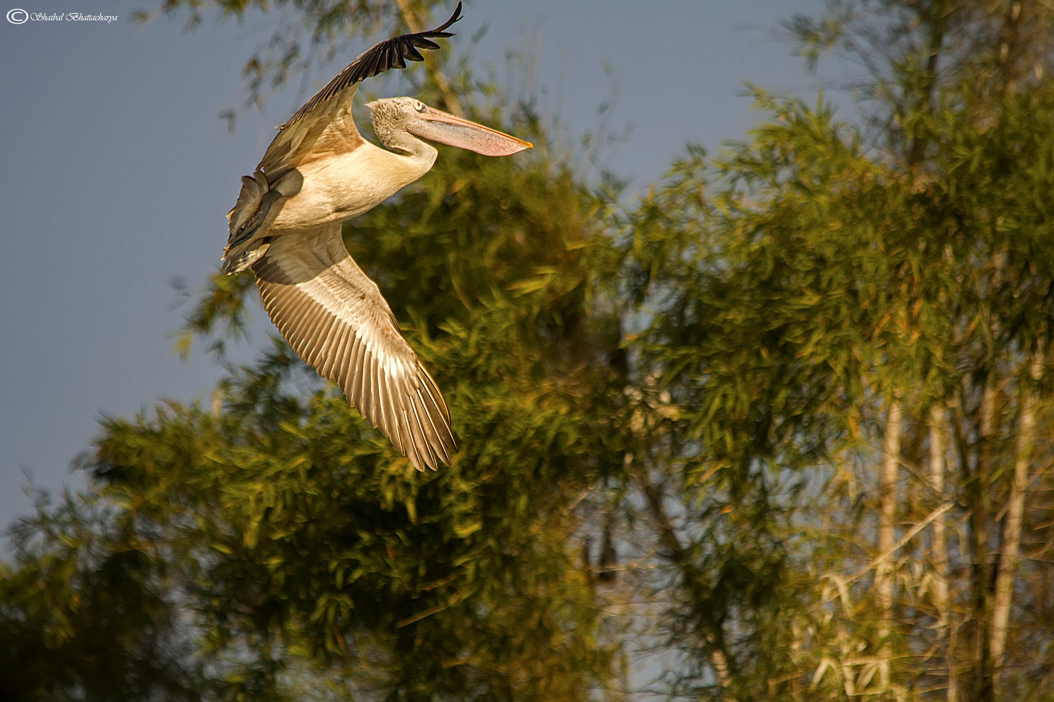 Sigma 150-500mm F5-6.3 DG OS HSM sample photo. Pelican dance photography